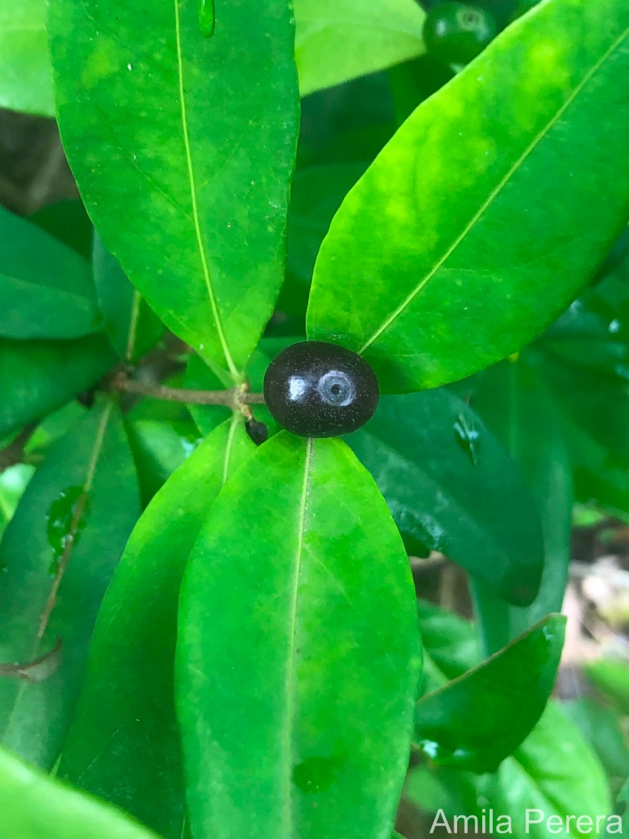 Coffea travancorensis Wight & Arn.